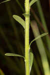 Coastal plain chaffhead